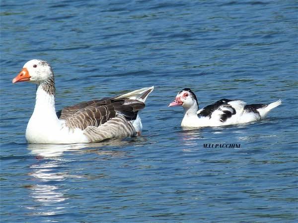 Realizan caminata de observación de aves por la costanera de Villa Carlos Paz